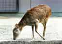 キュウシュウジカの写真 12